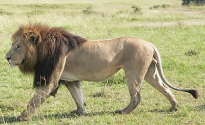 Kenya Adventure Safaris