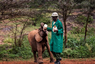 Kenya Safaris