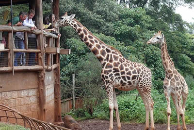 Giraffe Centre Nairobi