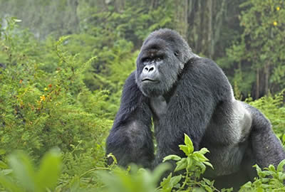 Uganda Adventure Safari