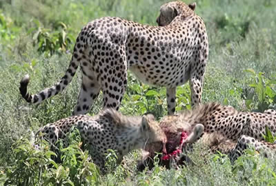 Tanzania Adventure Safari