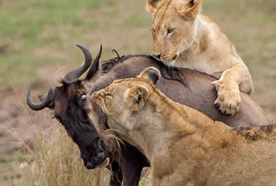 Kenya Adventure Safaris