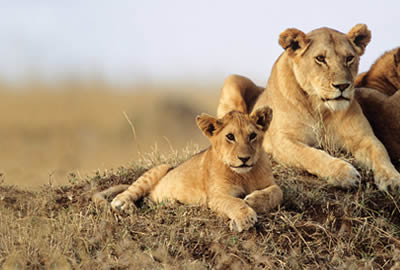Kenya Adventure Safaris