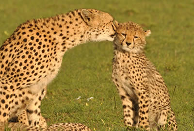 Kenya Adventure Safaris