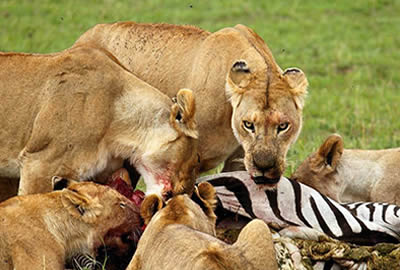 Kenya Adventure Safari