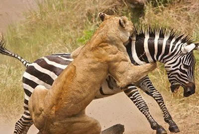 Kenya Adventure Safari
