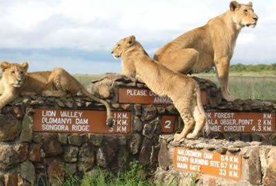 Kenya Safari