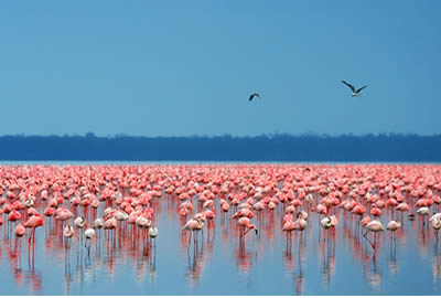 Kenya Adventure Safaris