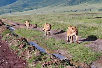 Tanzania Adventure Safari