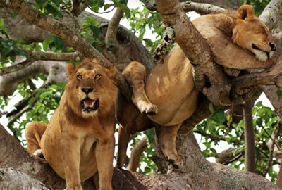 Uganda Luxury Safari