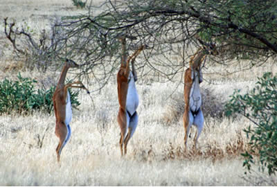 Kenya Adventure Safaris