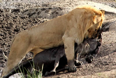 Tanzania Adventure Safari
