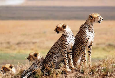 Tanzania Adventure Safari